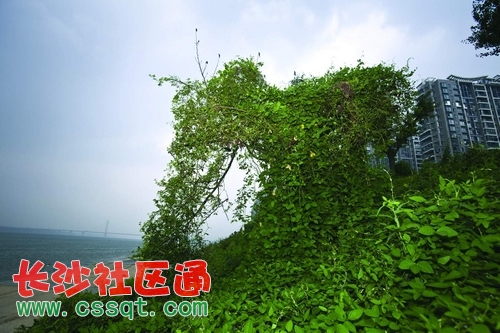 huangj1409166_nEO_IMG.jpg